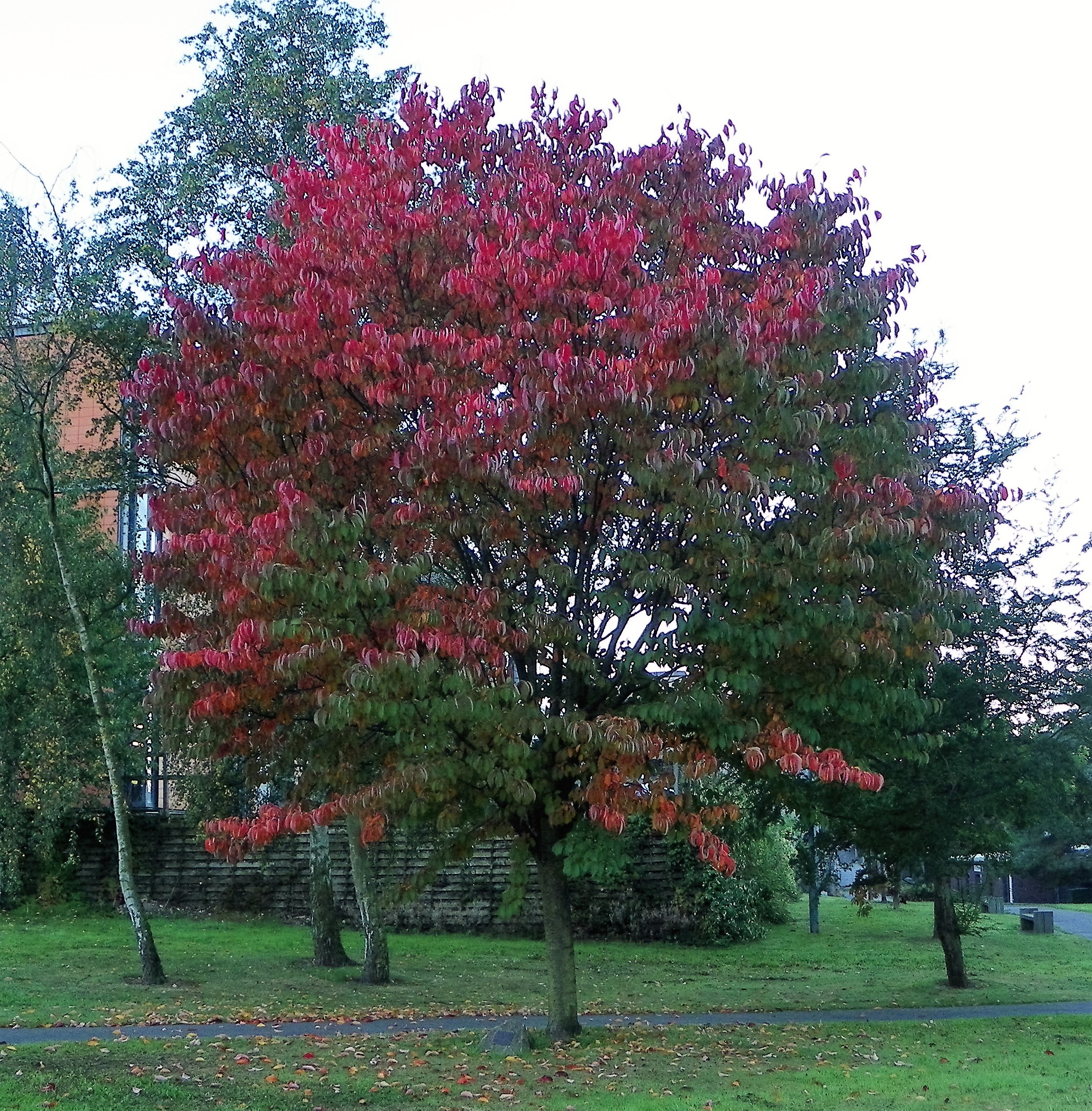 my-favourite-tree-en-route-to-work