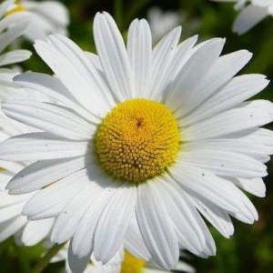 cropped-fb_img_1436116013517